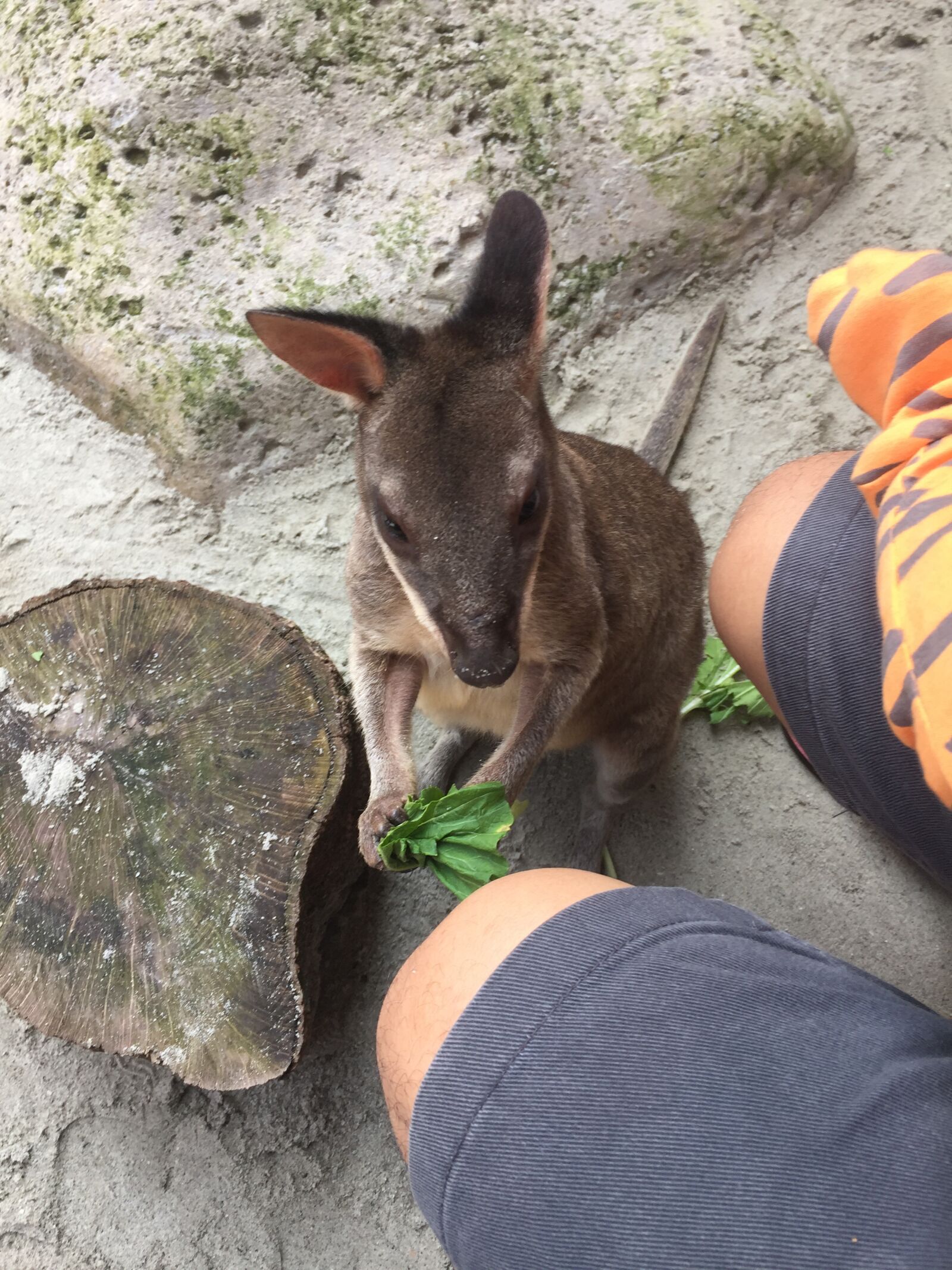 iPhone 6 Plus back camera 4.15mm f/2.2 sample photo. Marsupial, vegetables, feeding photography