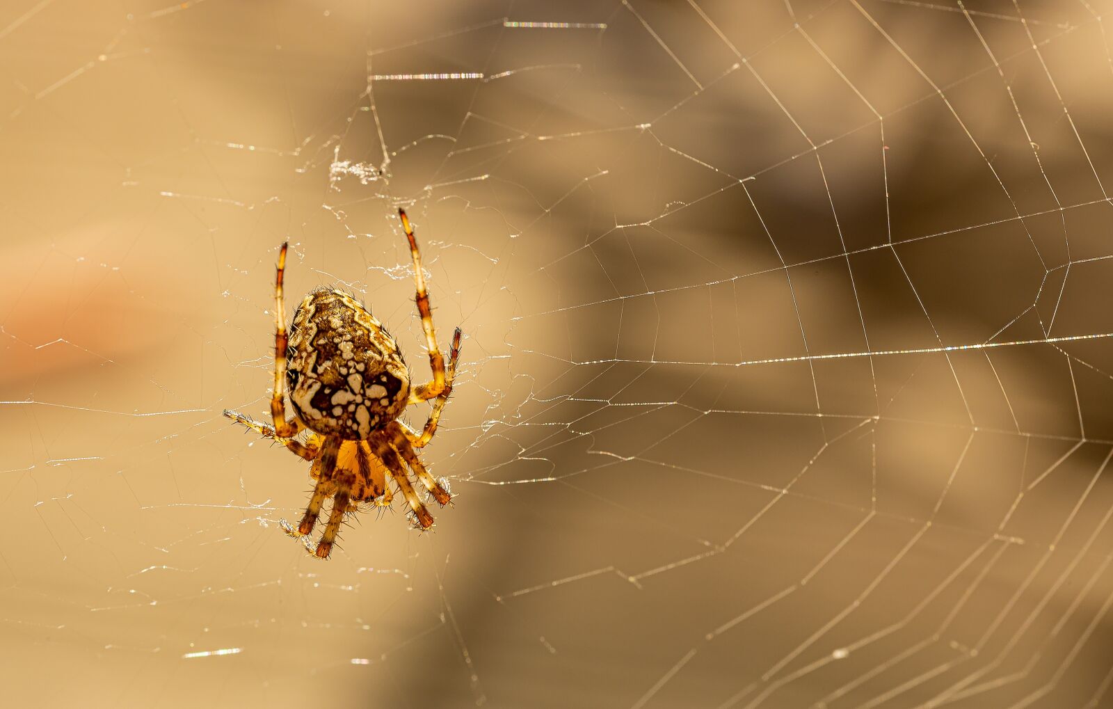 Canon EOS R sample photo. Lurking, araneus, cobweb photography