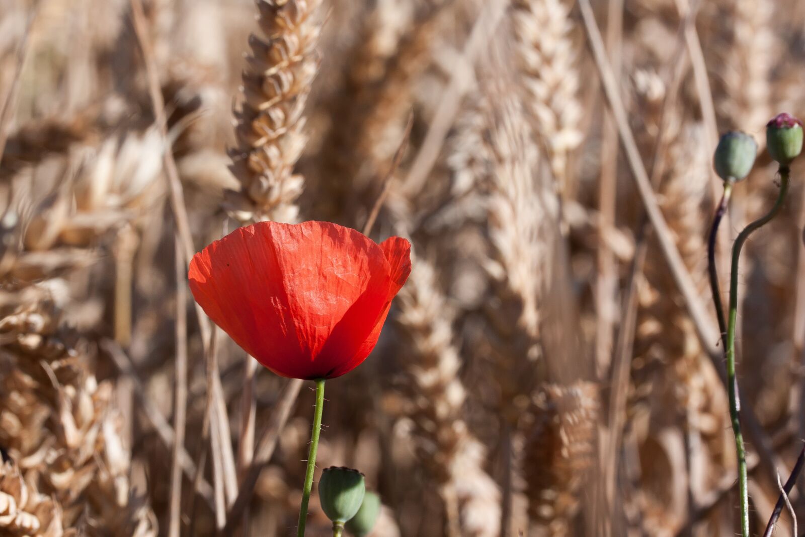 Canon EOS 50D sample photo. Poppy, papaver, sand poppy photography