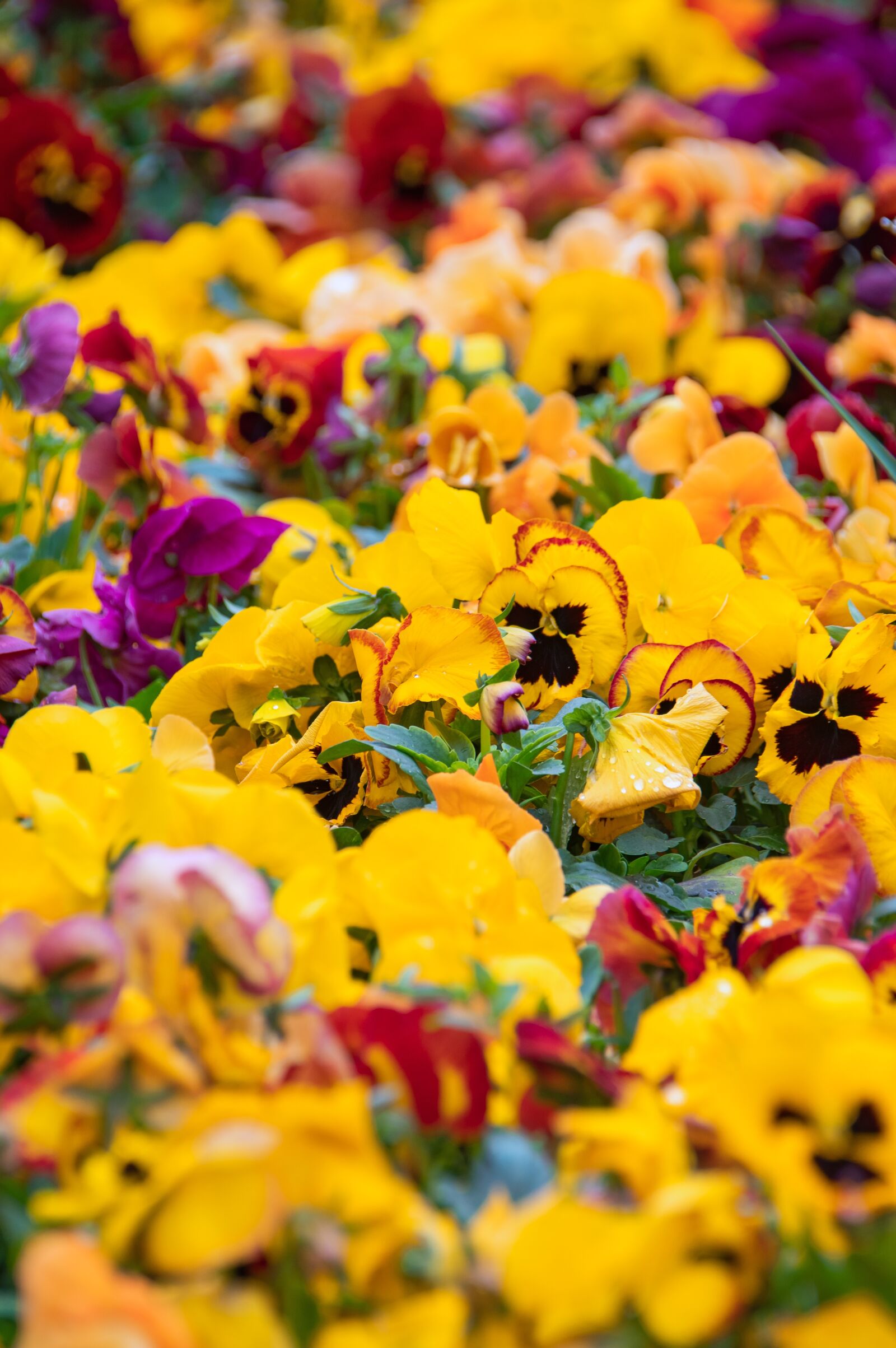 Nikon D3200 sample photo. Color, fresh, spring photography