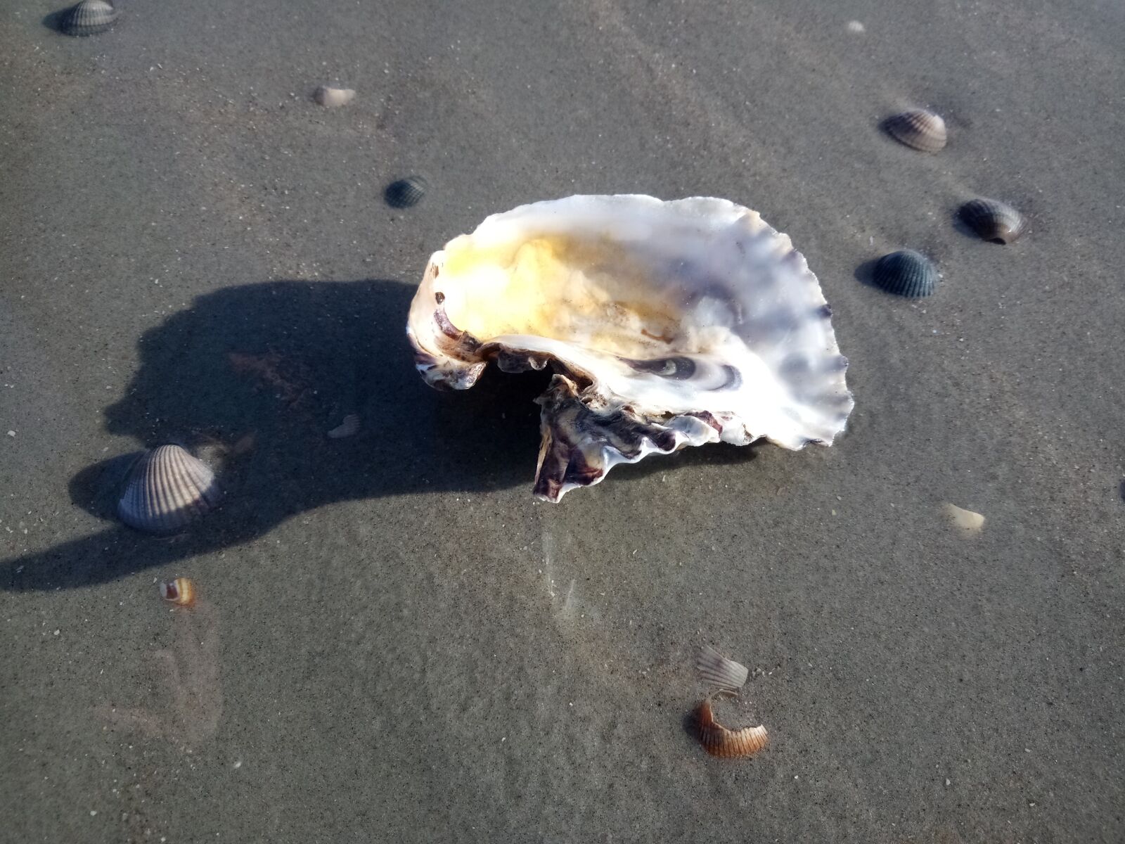 HUAWEI honor 6C Pro sample photo. Beach, mussels, sun photography