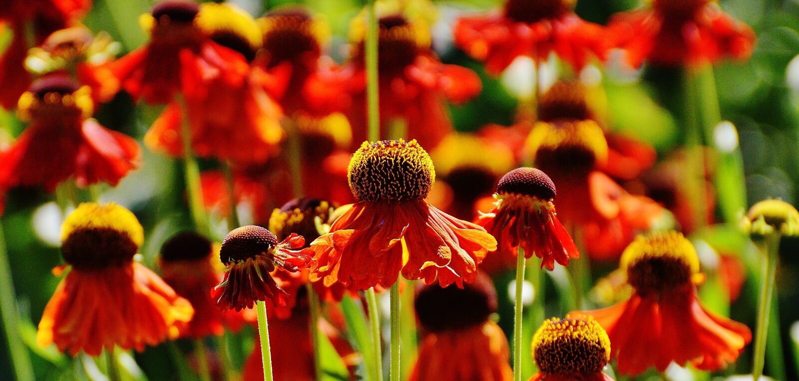 Nikon D3200 sample photo. Coneflower, echinacea purpurea, summer photography