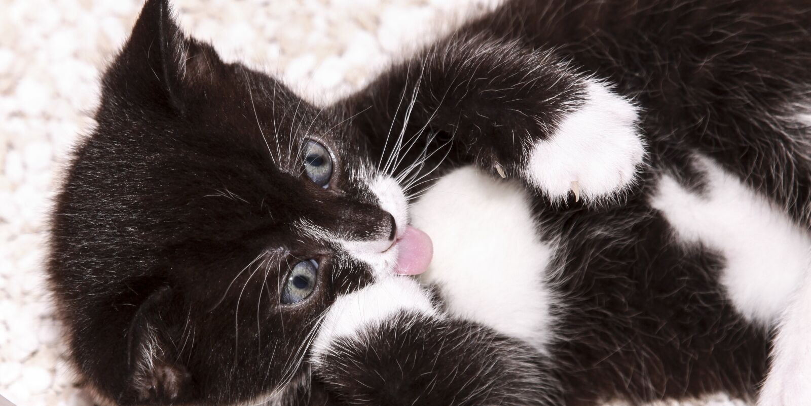 Canon EOS 50D + Canon EF 24-105mm F4L IS USM sample photo. Cat, cute, close up photography