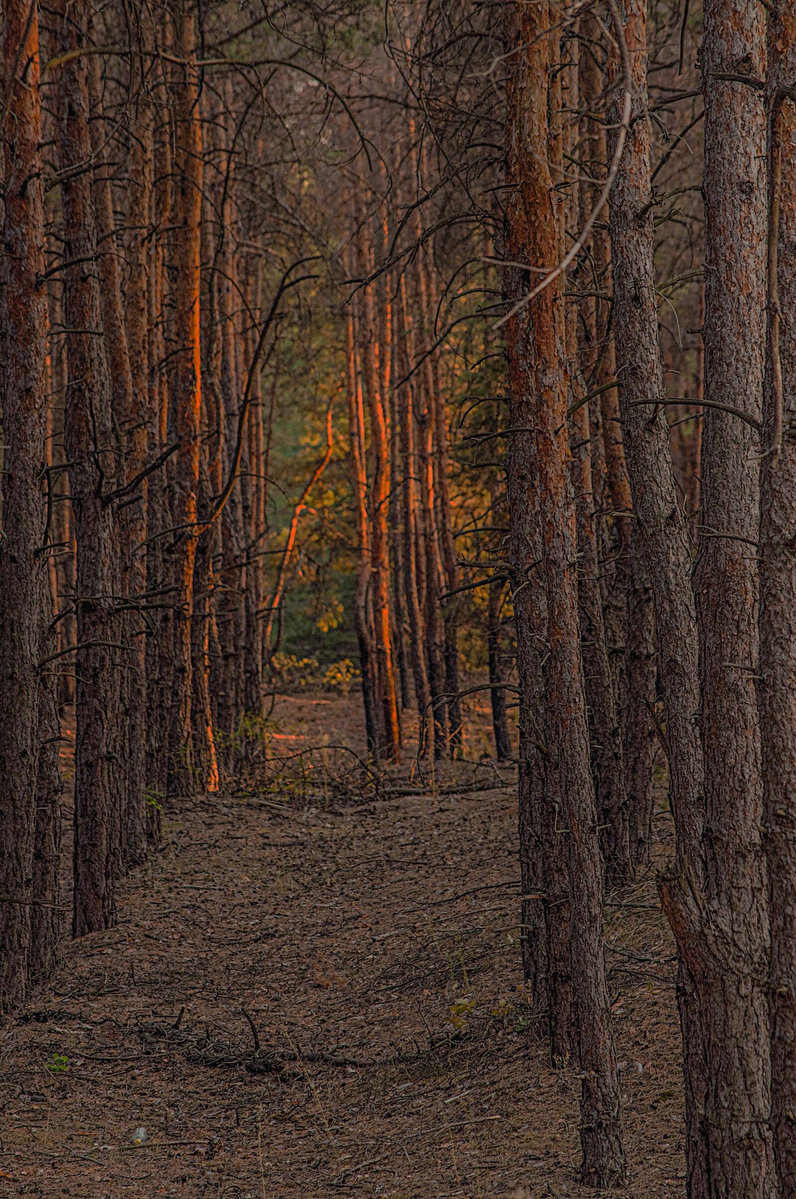 Nikon D90 sample photo. Forest, pine, ray photography