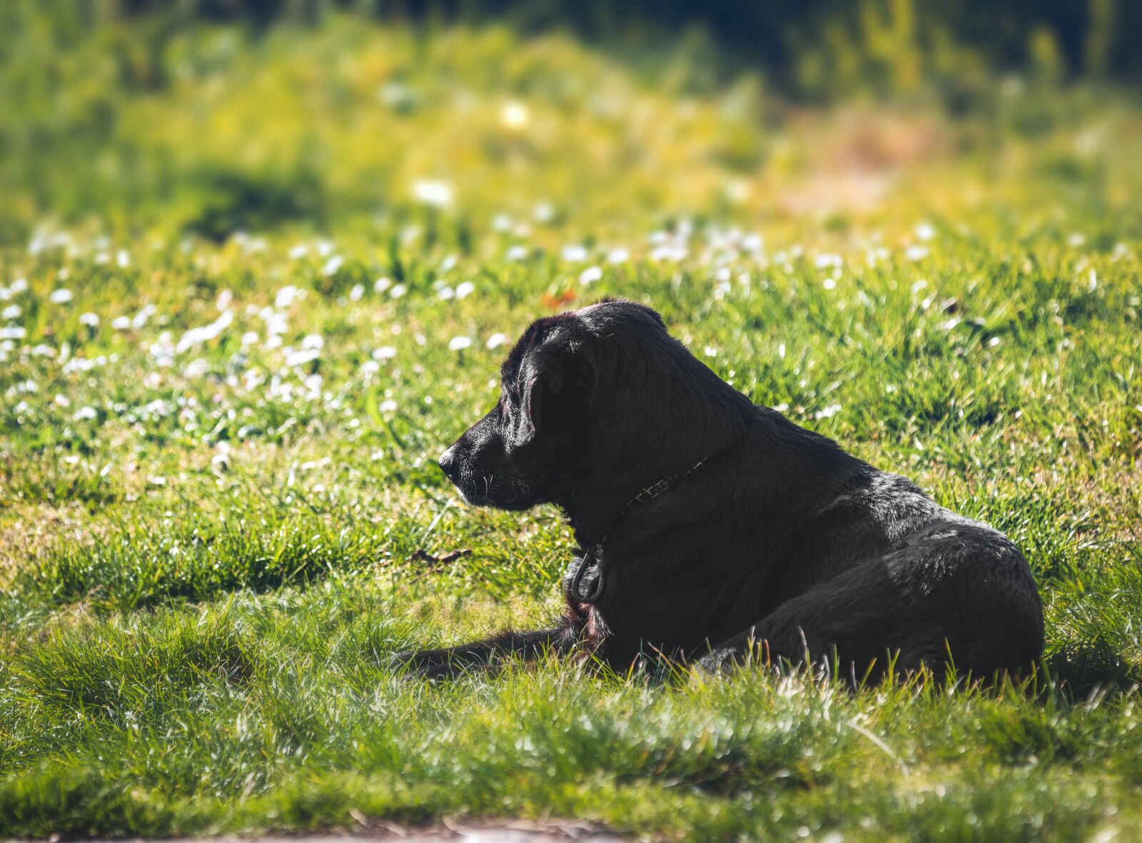 Tamron 70-210mm F4 Di VC USD sample photo. Dog, puppy, breed photography