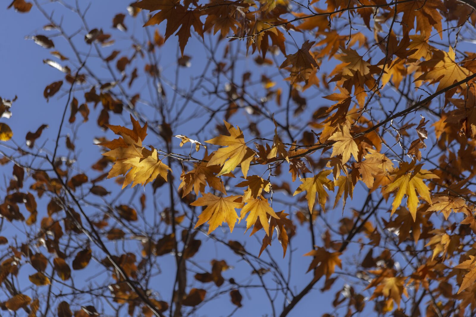 Canon EOS 6D + Canon EF 70-300mm F4-5.6 IS USM sample photo. Autumn, fall, nature photography