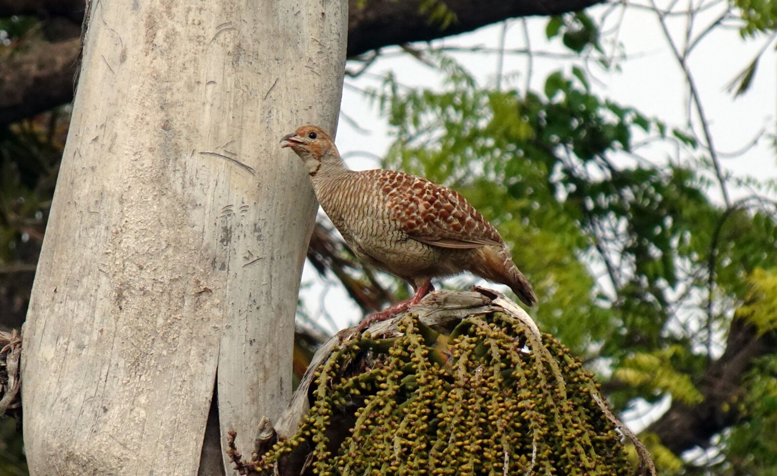 Sony DSC-WX800 sample photo. Bird, grey francolin, female photography