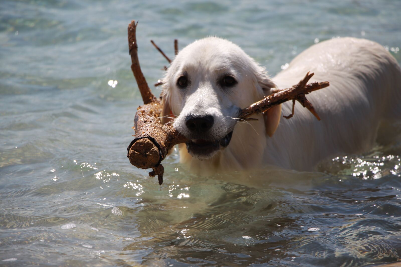 Canon EOS 50D sample photo. Retriever, dog, golden photography
