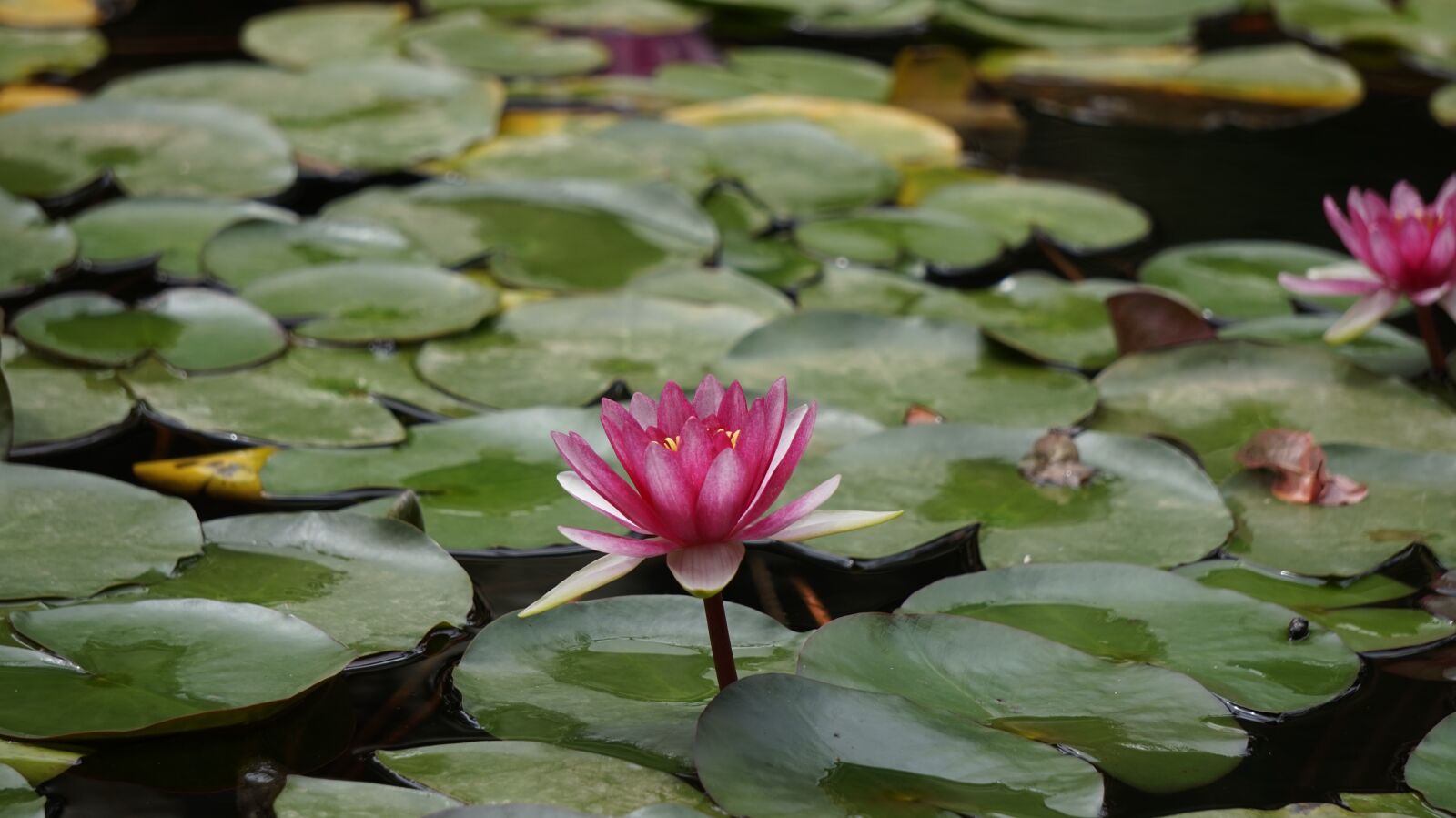 Sony Alpha a5000 (ILCE 5000) + Sony E 55-210mm F4.5-6.3 OSS sample photo. Lily, water, flower photography