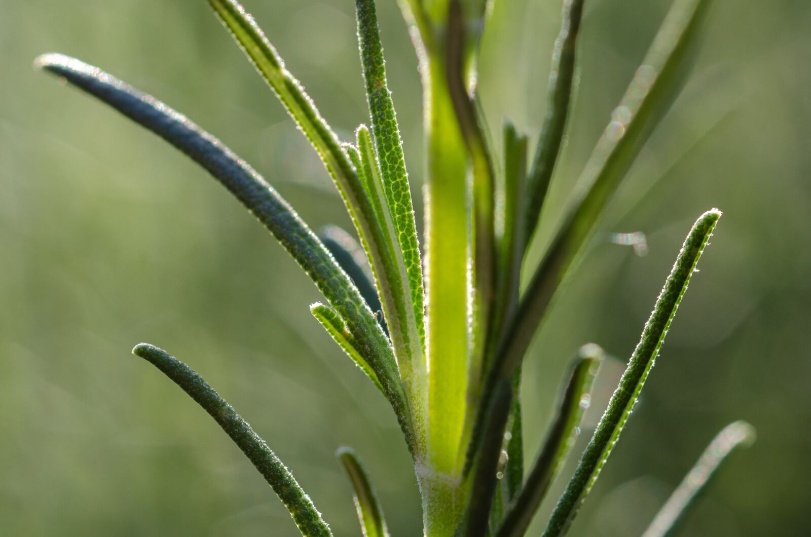 Nikon D7000 sample photo. Rosemary, herbs, plant photography