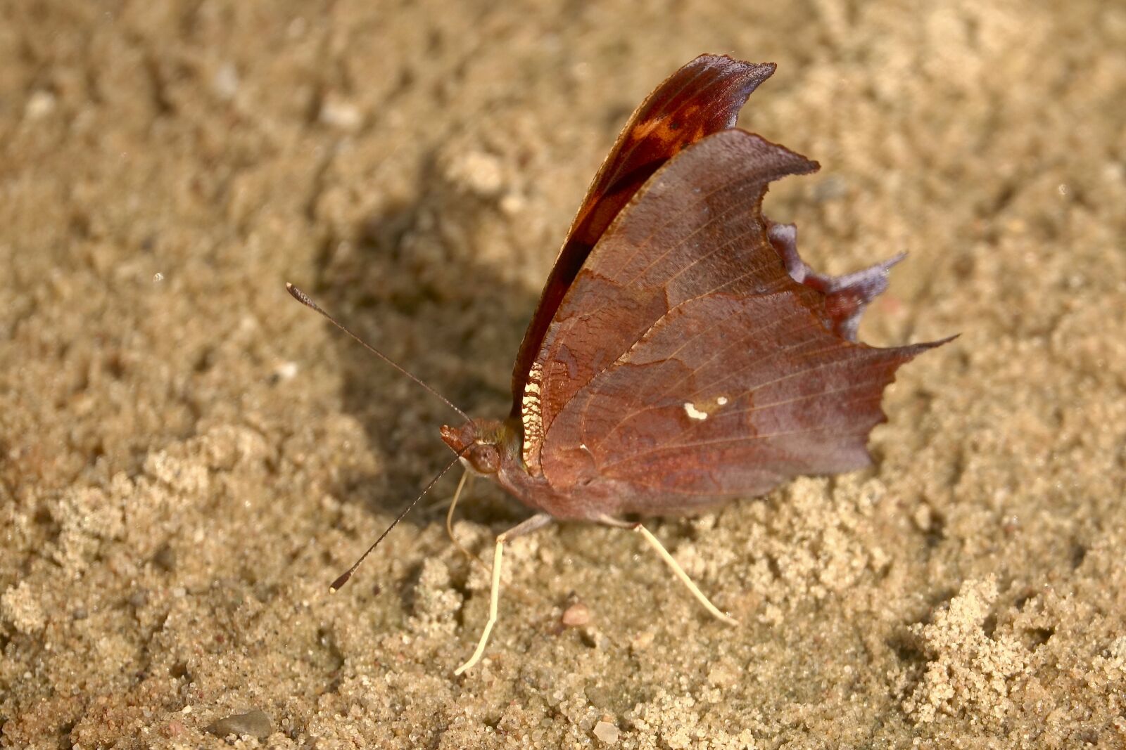 Sony Cyber-shot DSC-RX10 III sample photo. Butterfly, insect, nature photography
