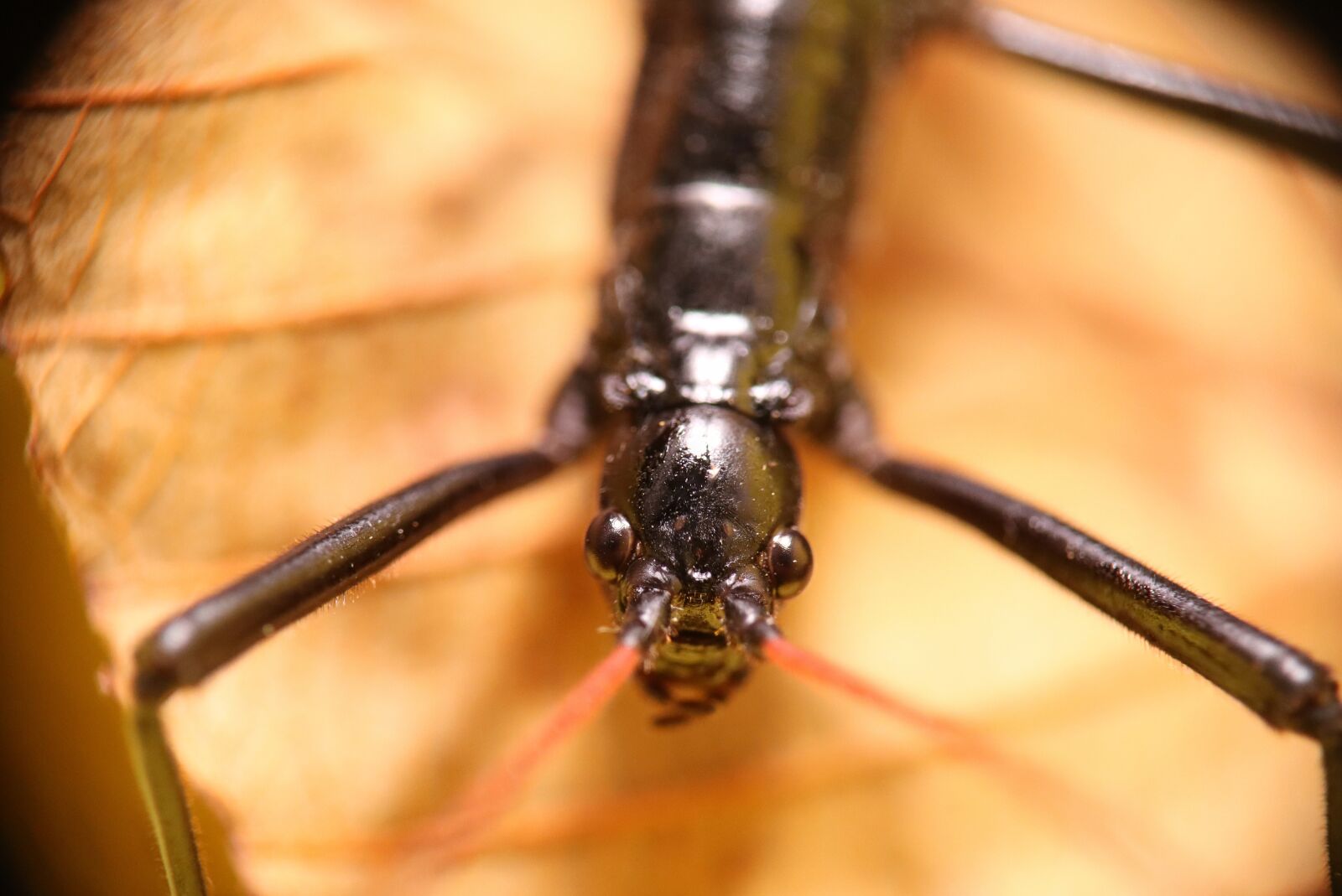 Canon EOS M50 (EOS Kiss M) sample photo. Ututo, insect, insects photography