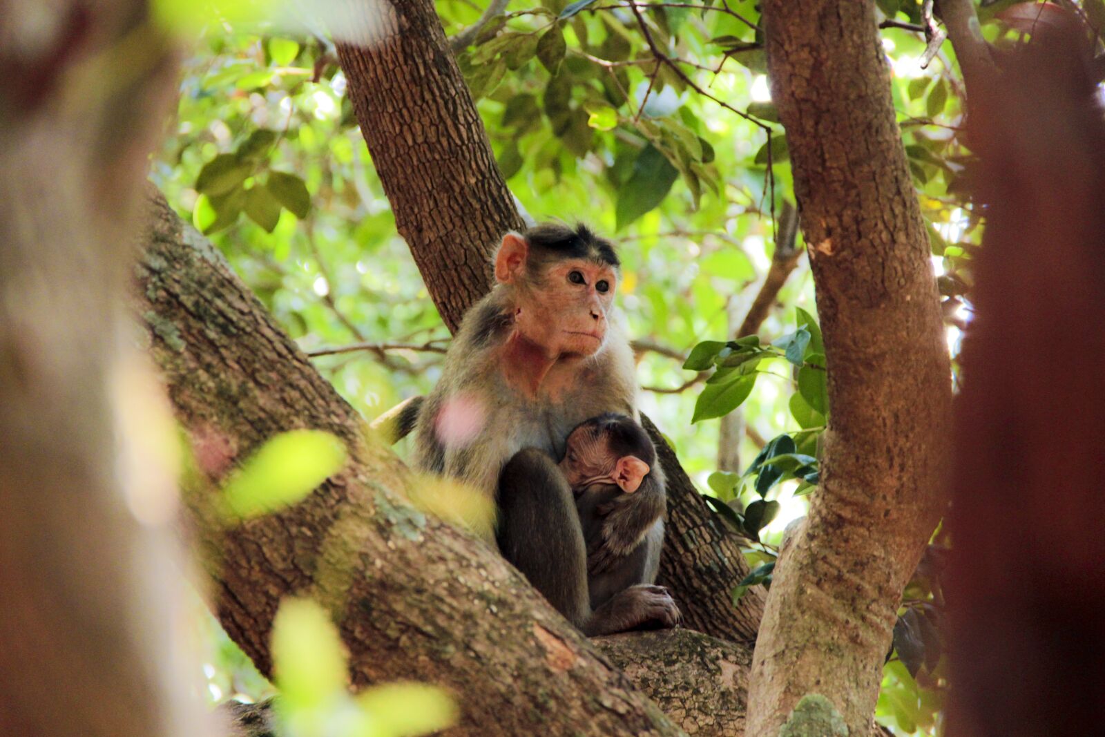 Canon EOS 600D (Rebel EOS T3i / EOS Kiss X5) sample photo. Animal, jungle, monkey photography