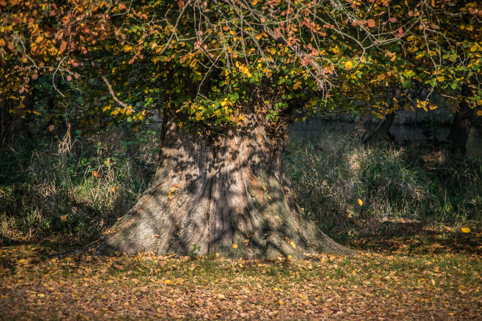 Nikon D5300 sample photo. Autumn, leaves, tree photography