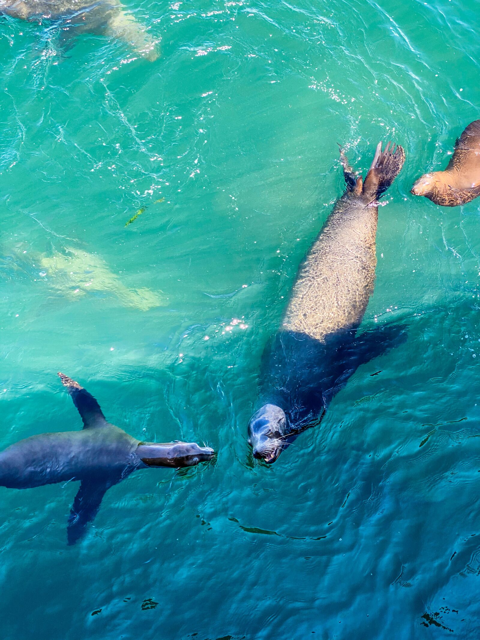 iPhone 11 Pro back triple camera 6mm f/2 sample photo. Sea lions, playful, mammal photography