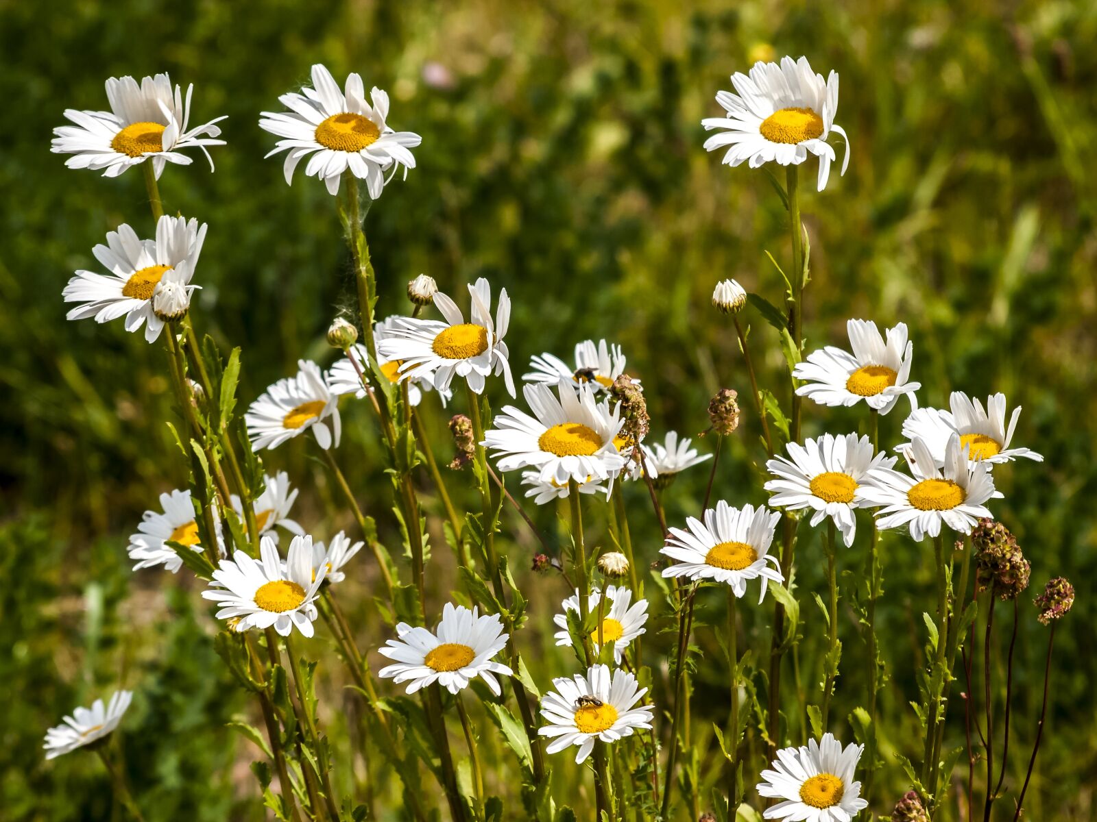 Olympus E-3 sample photo. Marguerite, flower, blossom photography