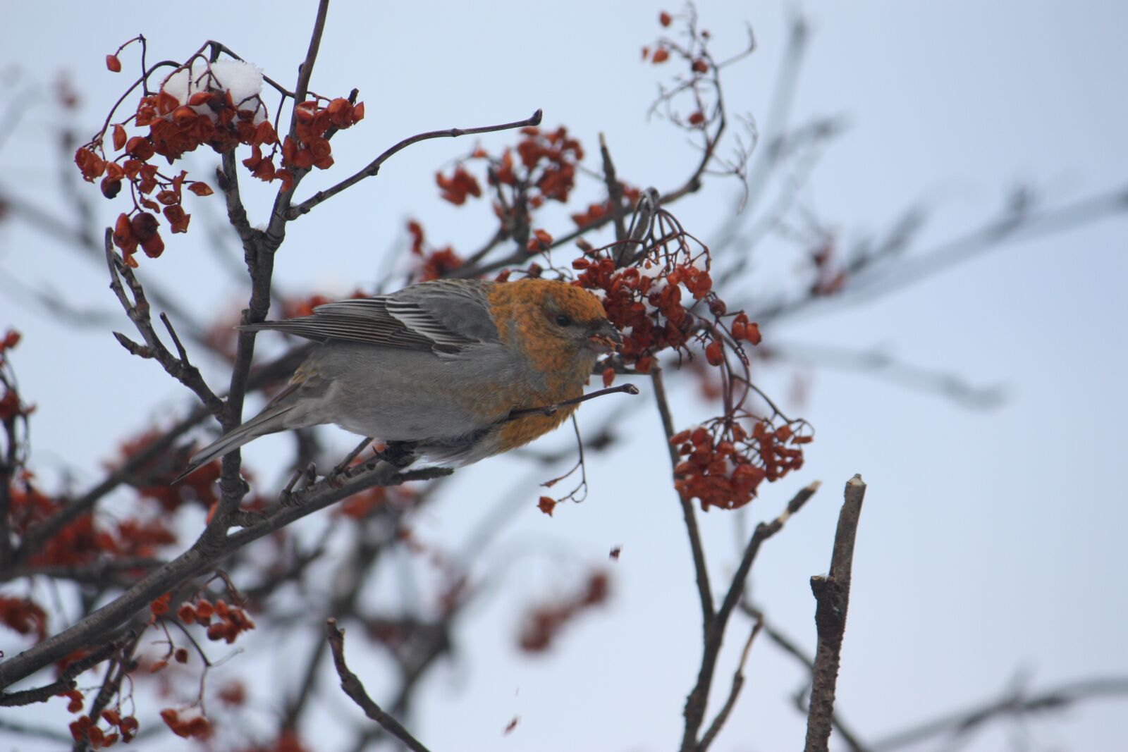 Canon EOS 450D (EOS Rebel XSi / EOS Kiss X2) sample photo. Durbec des sapins, birds photography