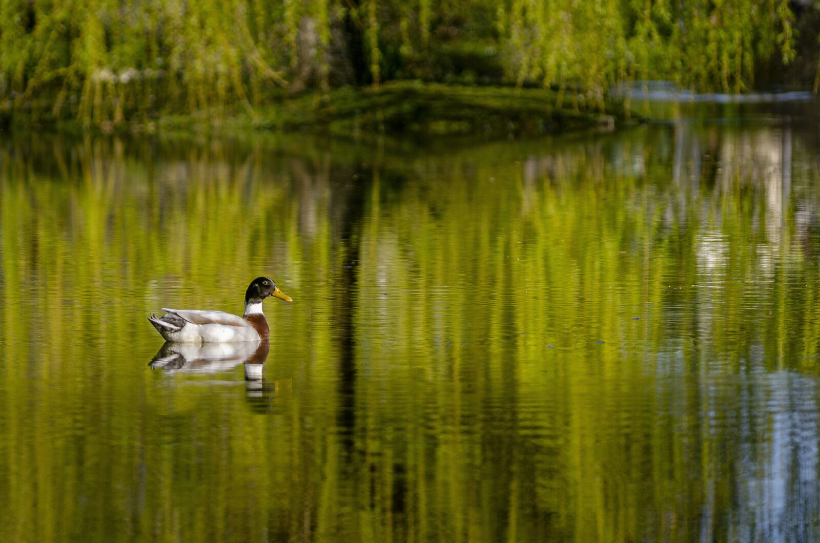 Nikon D7000 sample photo. Duck, mare, reflection photography