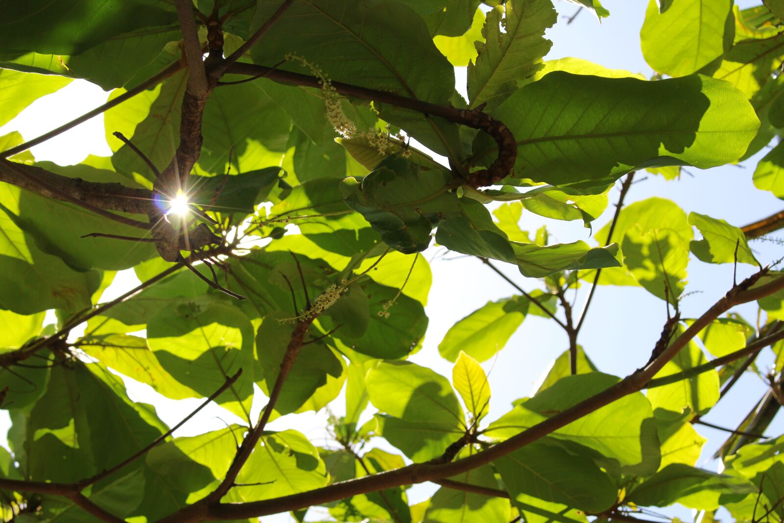 Canon EOS 700D (EOS Rebel T5i / EOS Kiss X7i) sample photo. Costa rica, tropical, nature photography