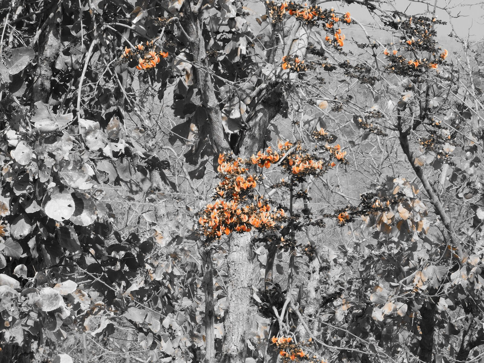 Nikon Coolpix L840 sample photo. Butea, monosperma, kesudo photography