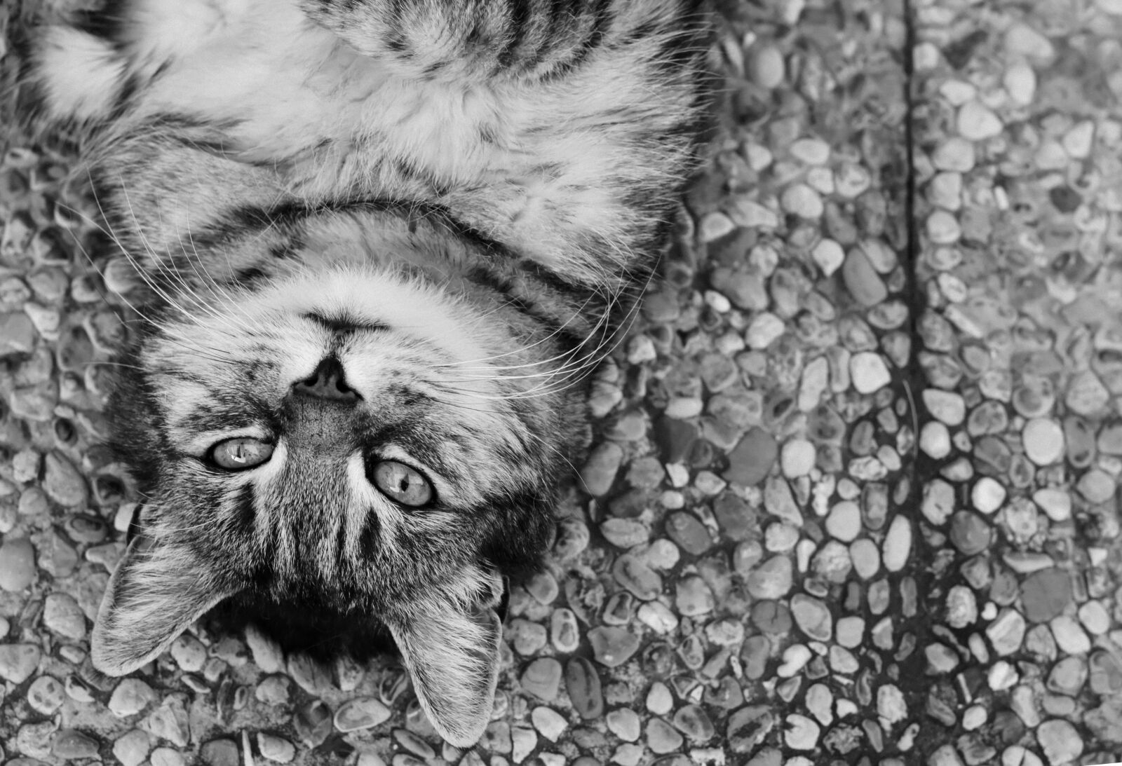 Nikon D7200 sample photo. Cat, satisfied, lying photography