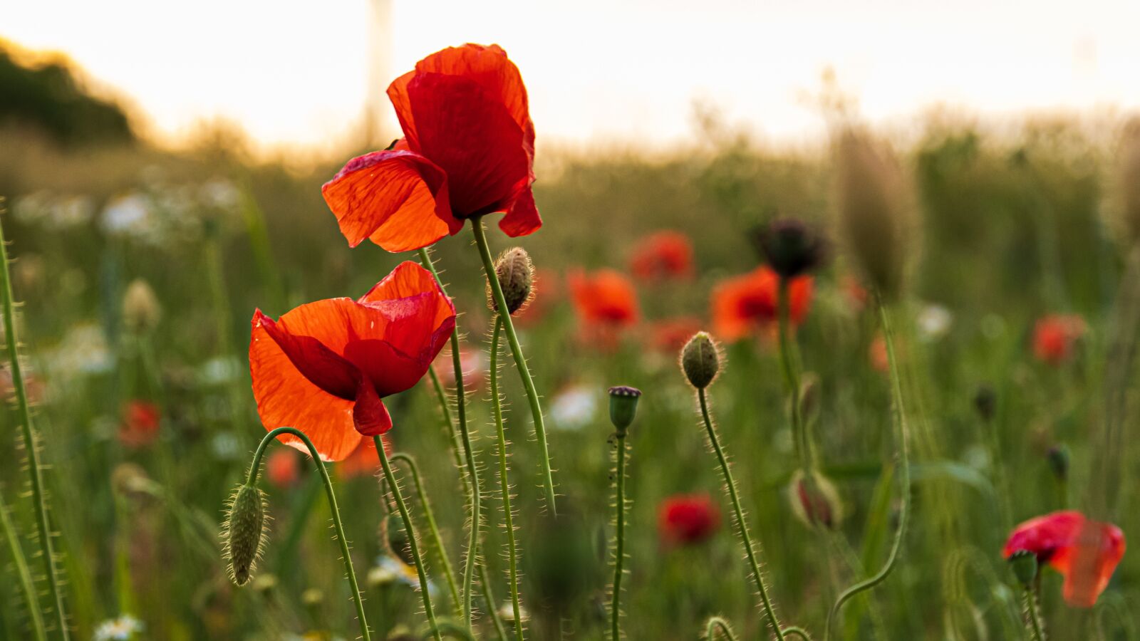 Canon EOS 80D sample photo. Meadow, poppies, closeup photography
