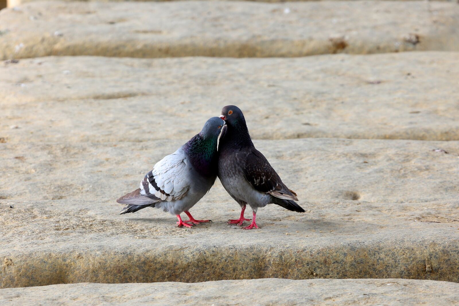 Canon EF 100-400mm F4.5-5.6L IS USM sample photo. Pigeon, birds, animal photography