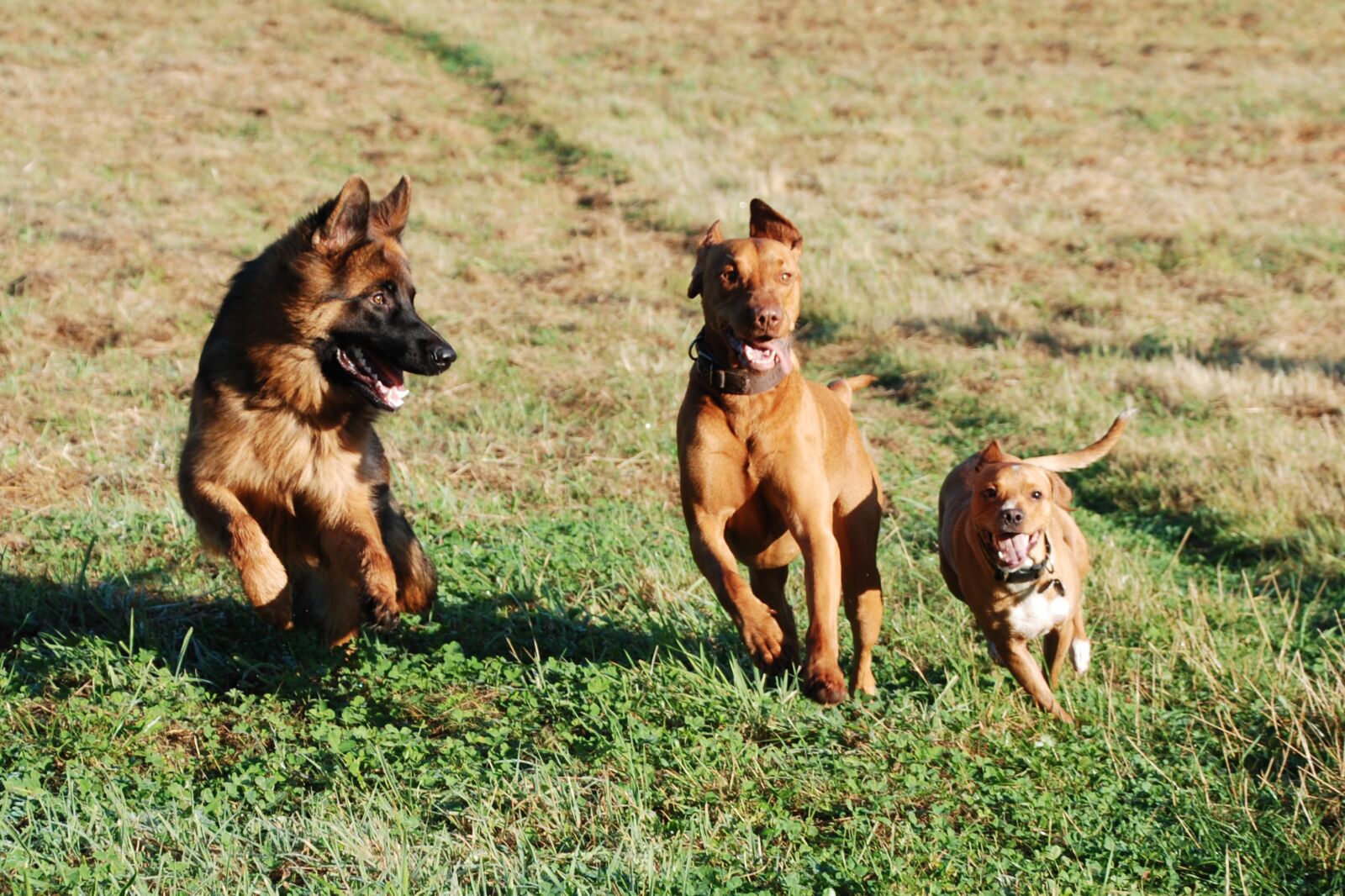 Nikon D80 sample photo. Sch fer dog, dog photography