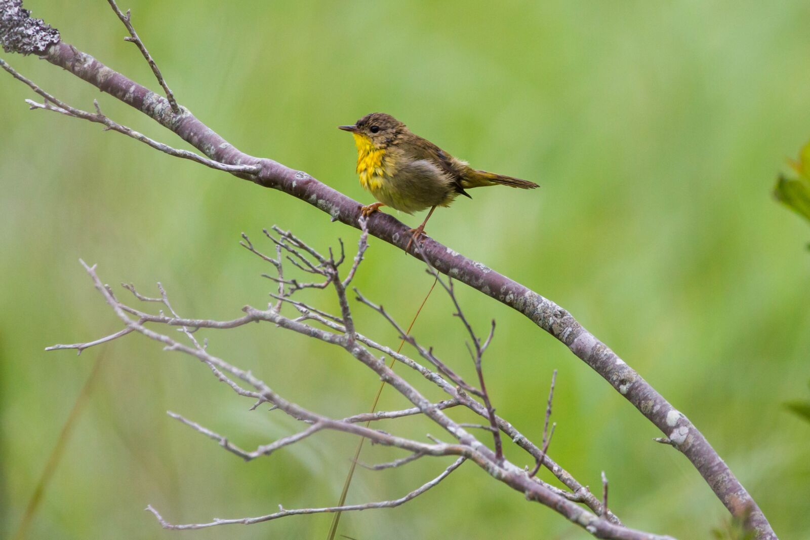 Canon EOS 5D Mark III sample photo. Little bird, yellow chest photography