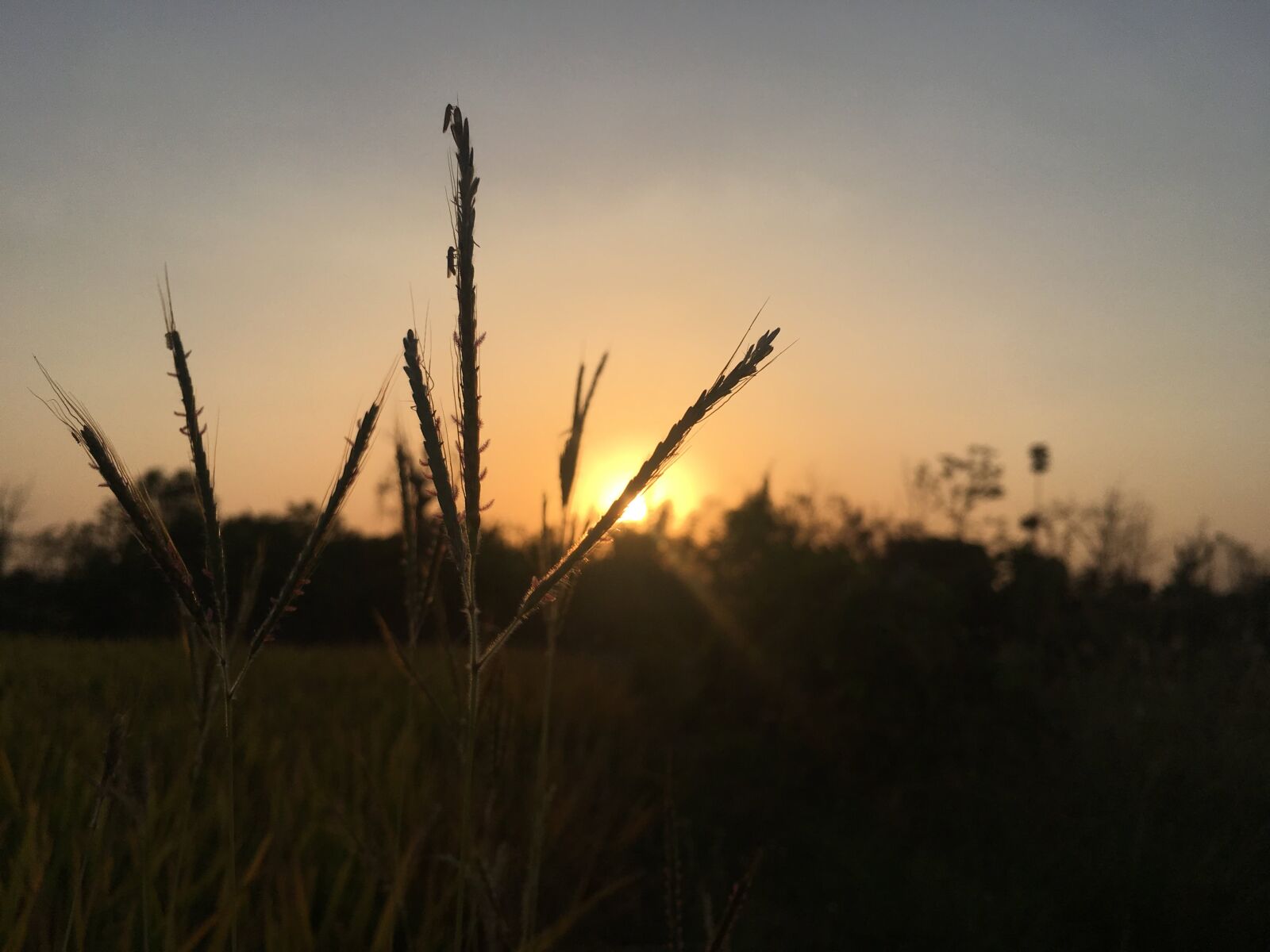 Apple iPhone 6s sample photo. Naturephotography, nature, photography photography
