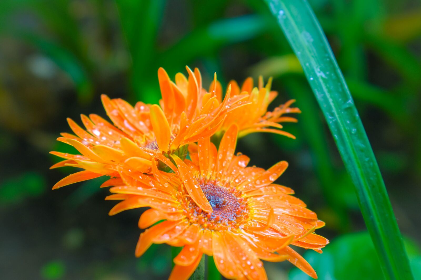 Nikon D3400 sample photo. Flower, nature, garden photography