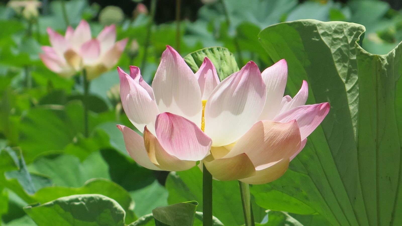 Canon PowerShot G15 sample photo. Nature, flower, mauritius photography