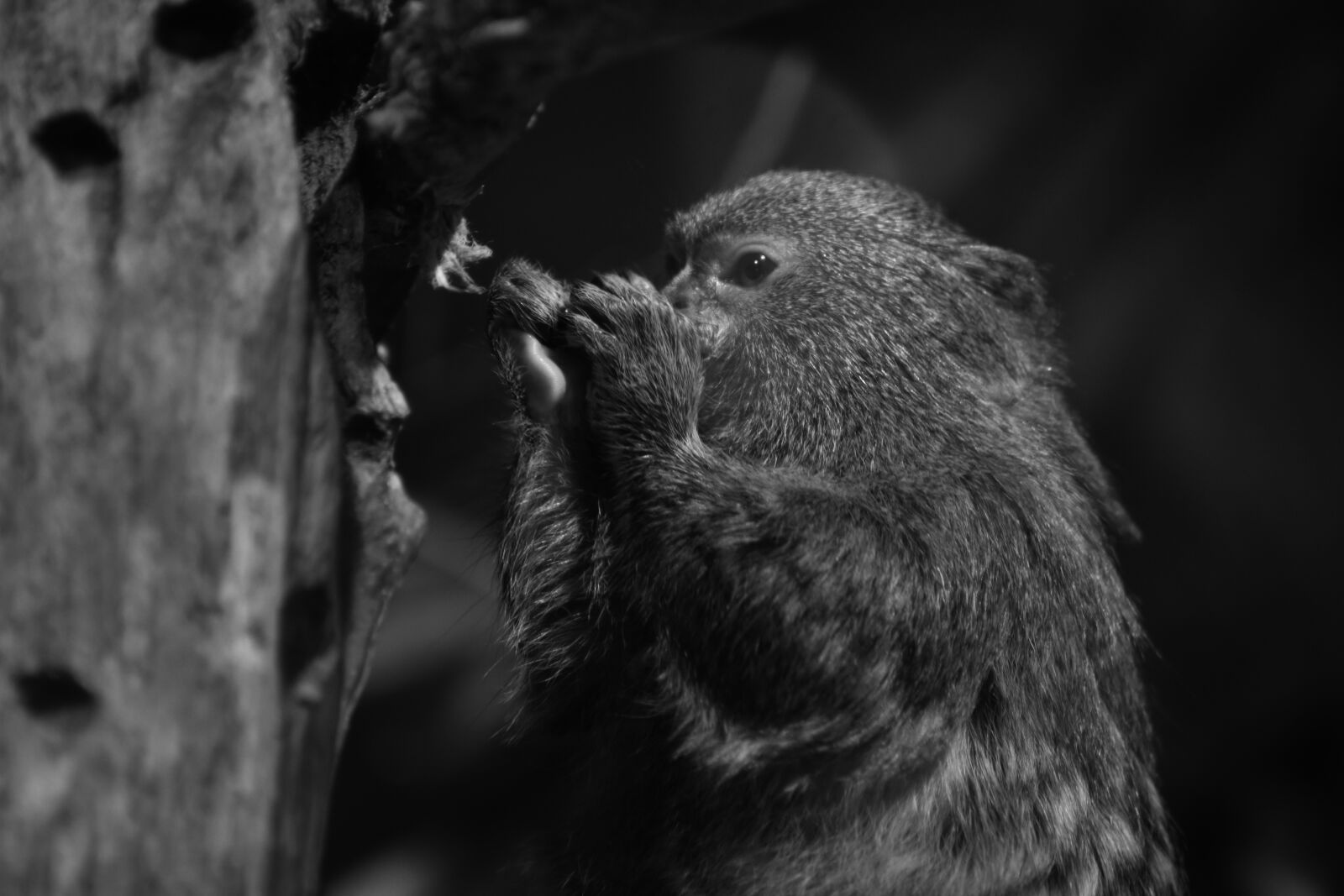 Nikon D3400 sample photo. Marmoset, animal, portrait photography