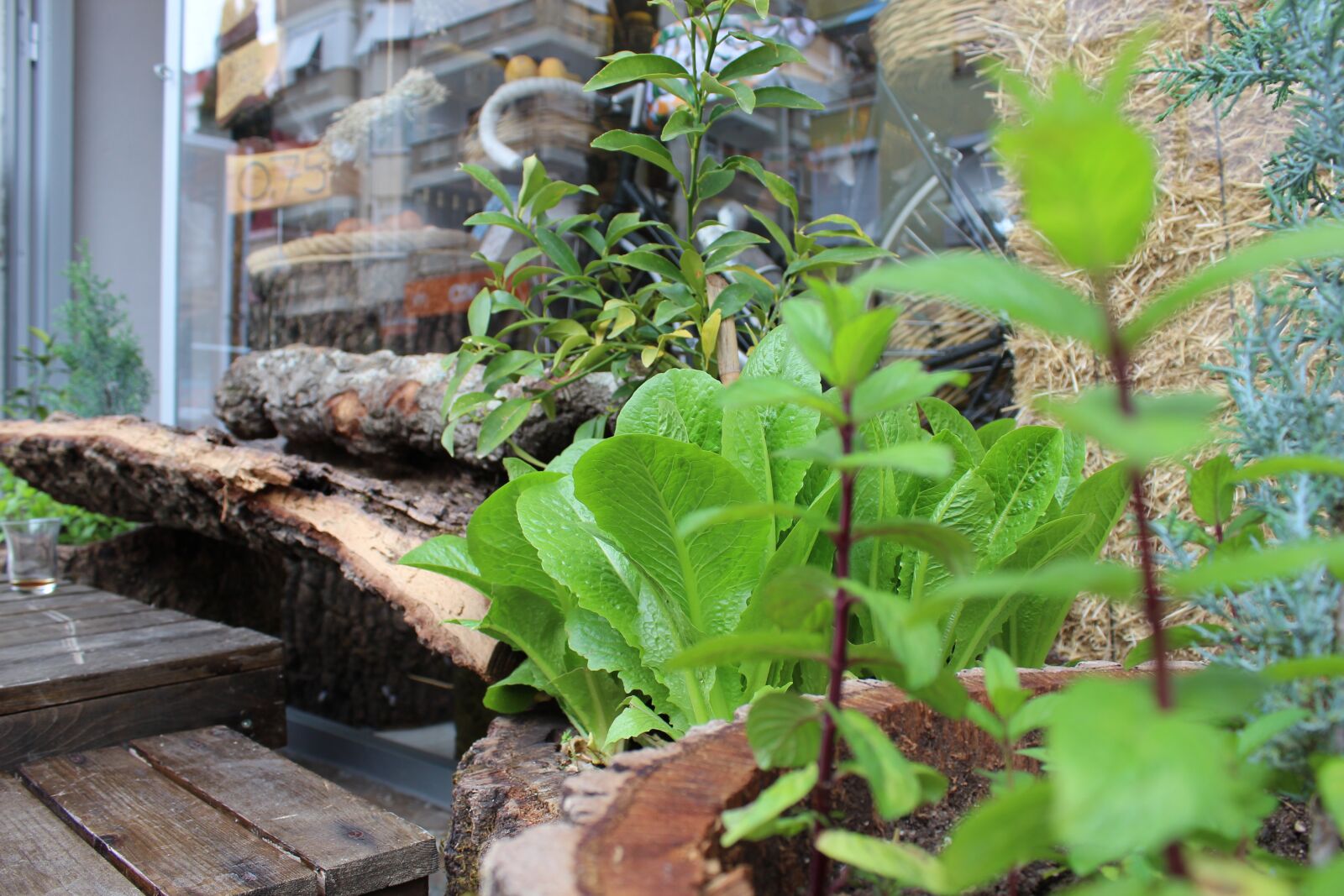 Canon EOS 1200D (EOS Rebel T5 / EOS Kiss X70 / EOS Hi) sample photo. Mint, lettuce, organic photography