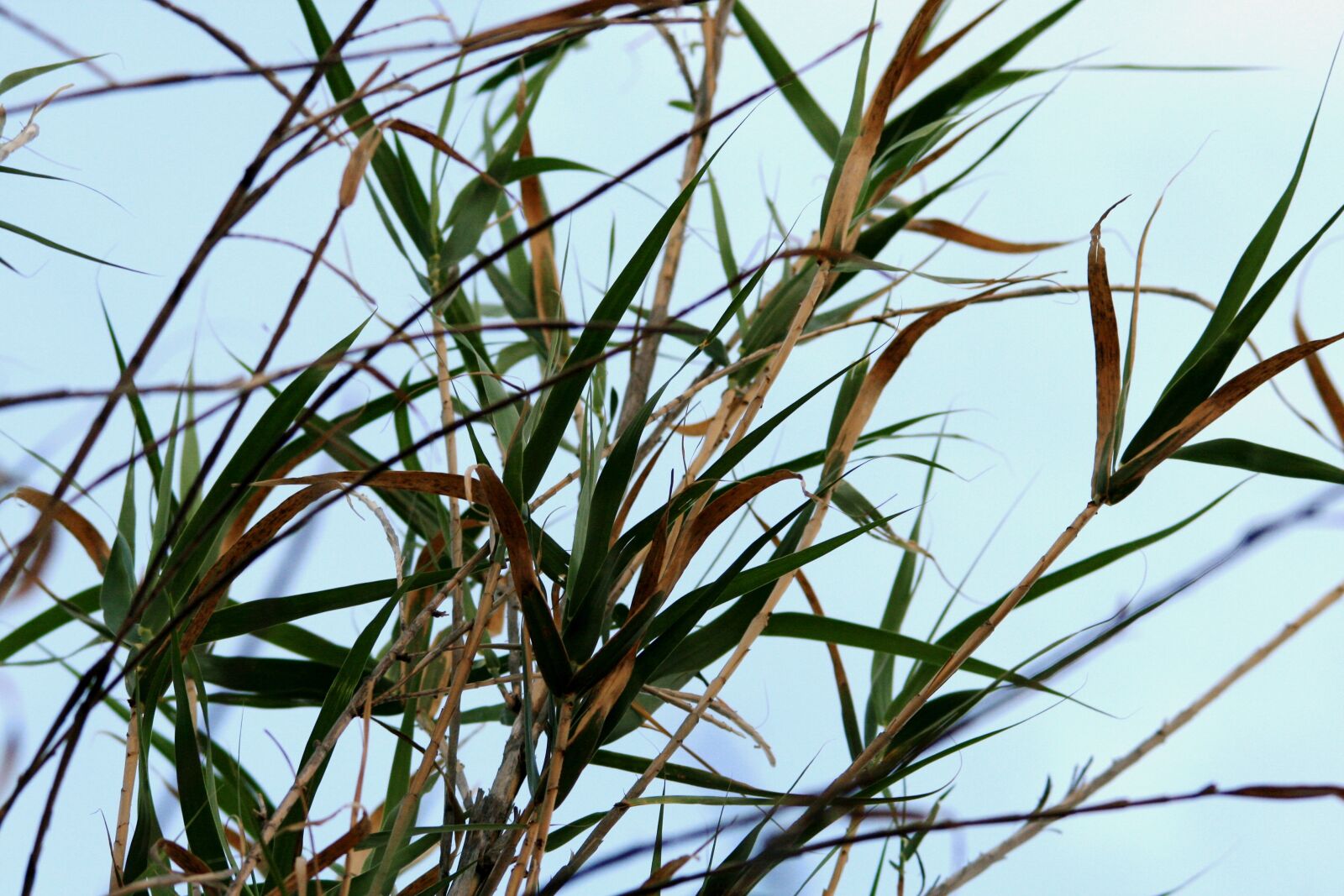 Canon EOS 400D (EOS Digital Rebel XTi / EOS Kiss Digital X) sample photo. Reeds, tall, straight photography