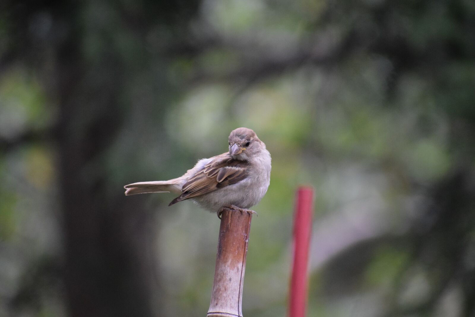 Nikon D3300 sample photo. Bird, finch, nature photography