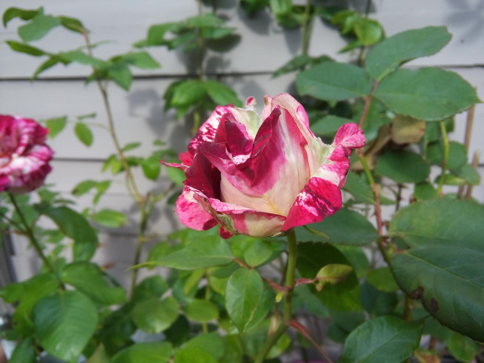 LG LBello sample photo. Pink, flower, garden photography