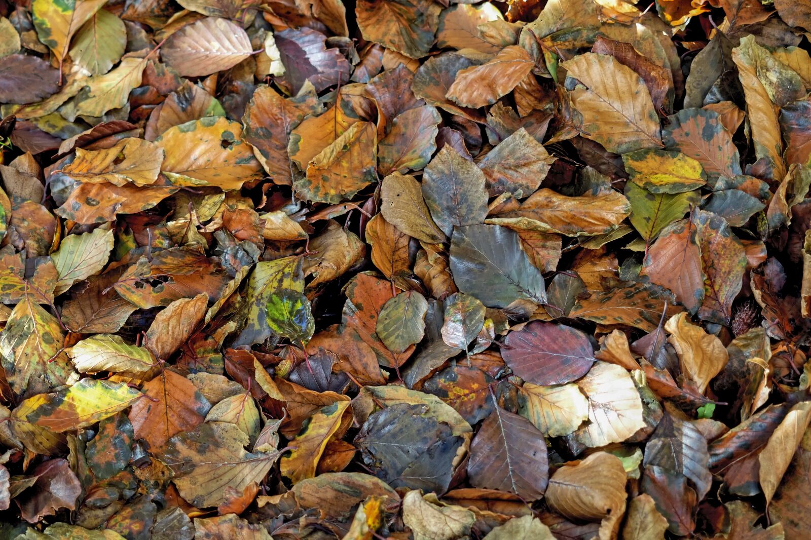 Olympus OM-D E-M5 II + Olympus M.Zuiko Digital ED 12-40mm F2.8 Pro sample photo. Leaves, fall leaves, beech photography