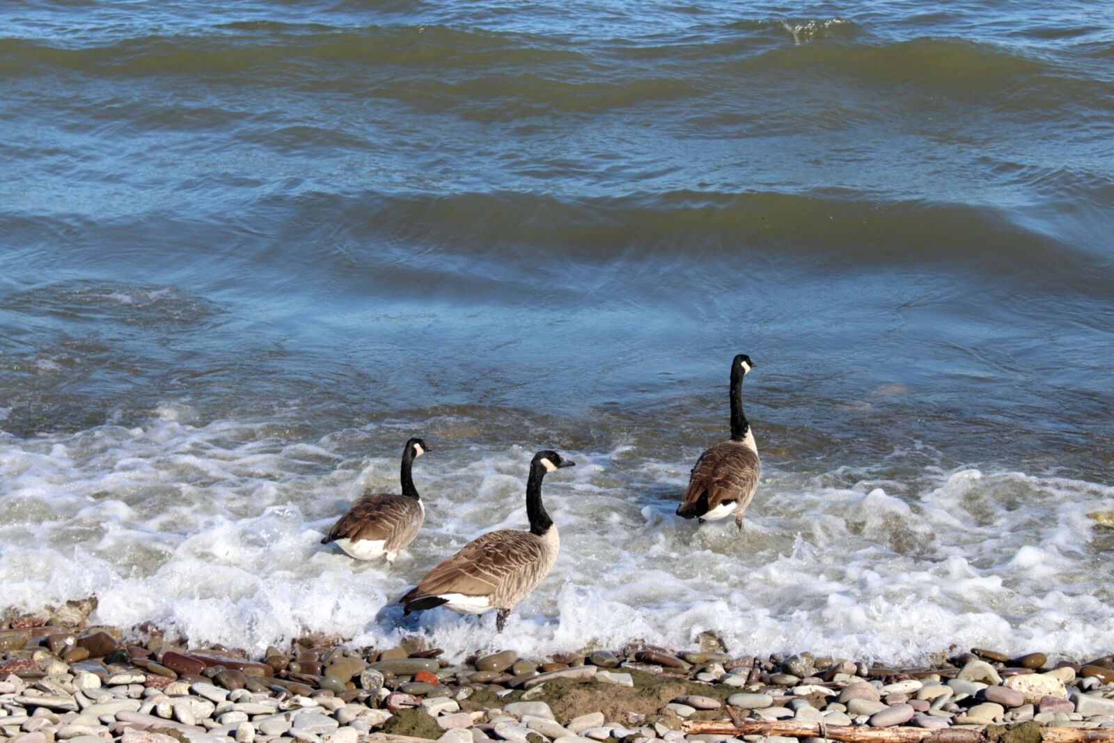 Canon EOS 700D (EOS Rebel T5i / EOS Kiss X7i) sample photo. Birds, bernikla canadian, wild photography