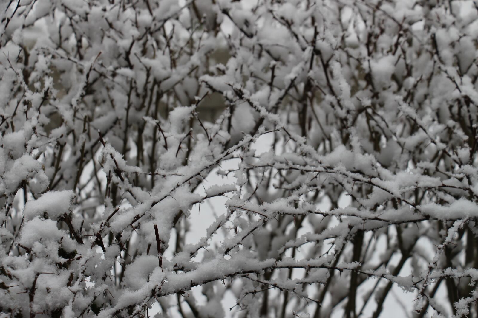 Canon EOS 700D (EOS Rebel T5i / EOS Kiss X7i) sample photo. Winter, snow, wintry photography