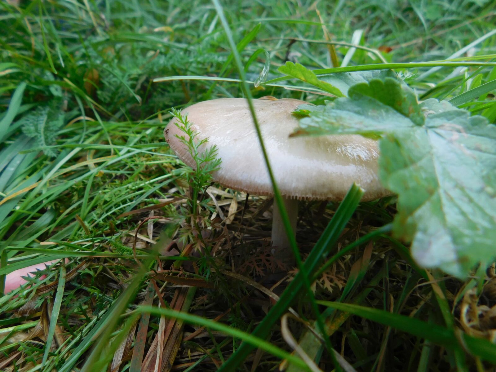 Nikon Coolpix L840 sample photo. Grass, fungus, wood, leaf photography