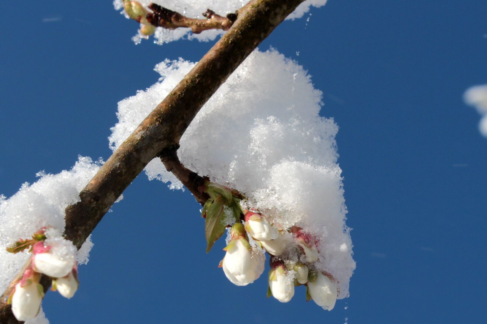 Canon EOS 650D (EOS Rebel T4i / EOS Kiss X6i) sample photo. Cherry blossom, japanese cherry photography