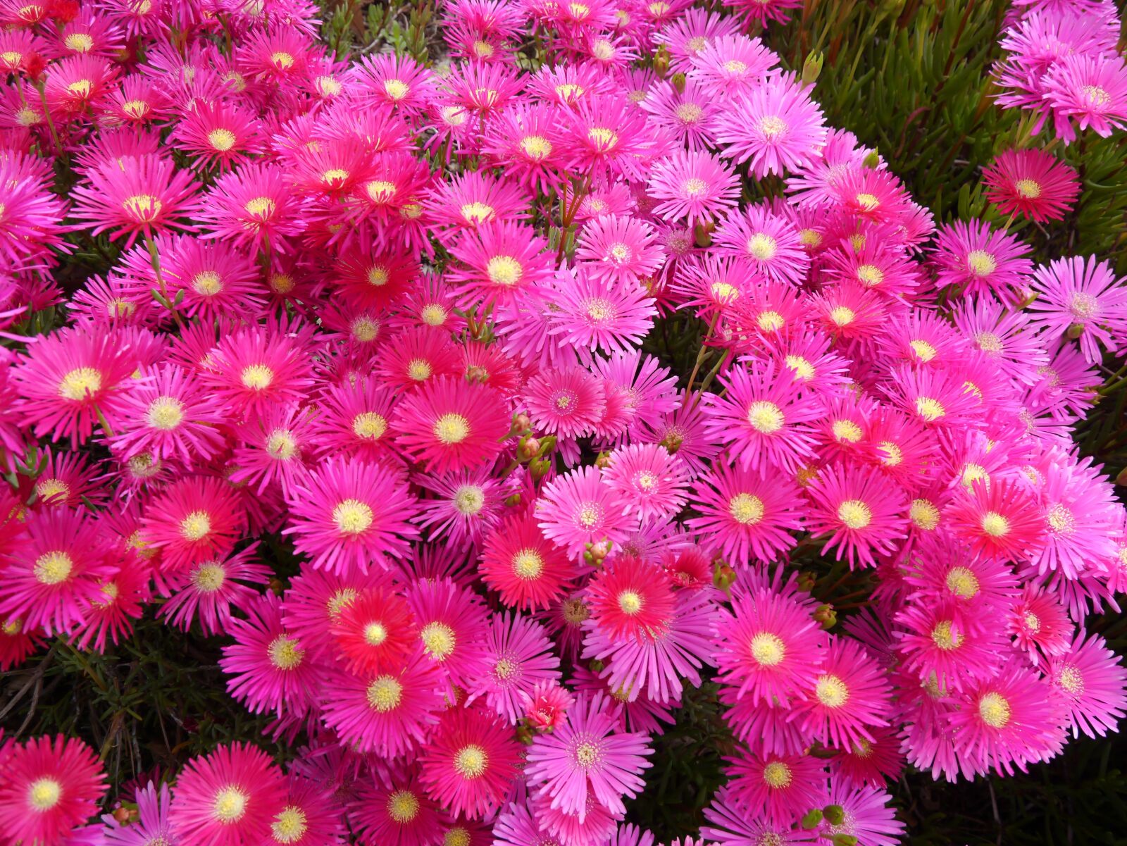 Panasonic Lumix DMC-GX1 sample photo. Matsubagiku, flowers, red photography