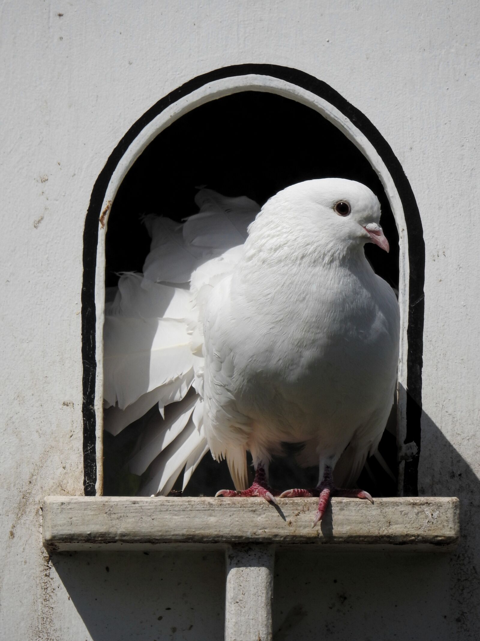 Nikon Coolpix P900 sample photo. Dove, bird, animal photography
