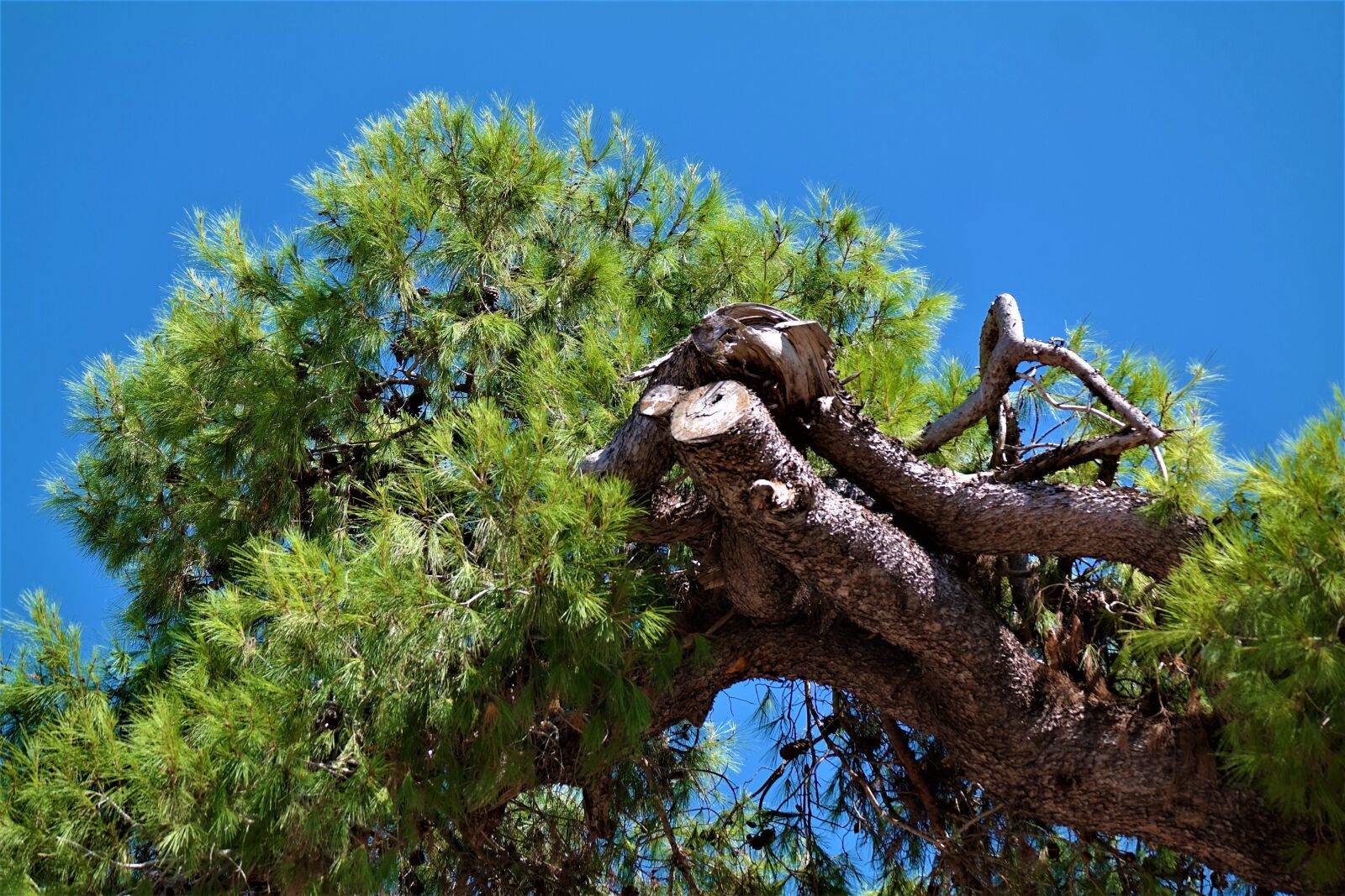 Samsung NX30 + NX 50-200mm F4-5.6 sample photo. Tree, pine, mediterranean photography