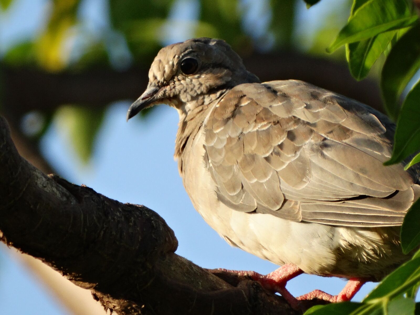 Sony Cyber-shot DSC-HX300 sample photo. Birds, nature, wildlife photography