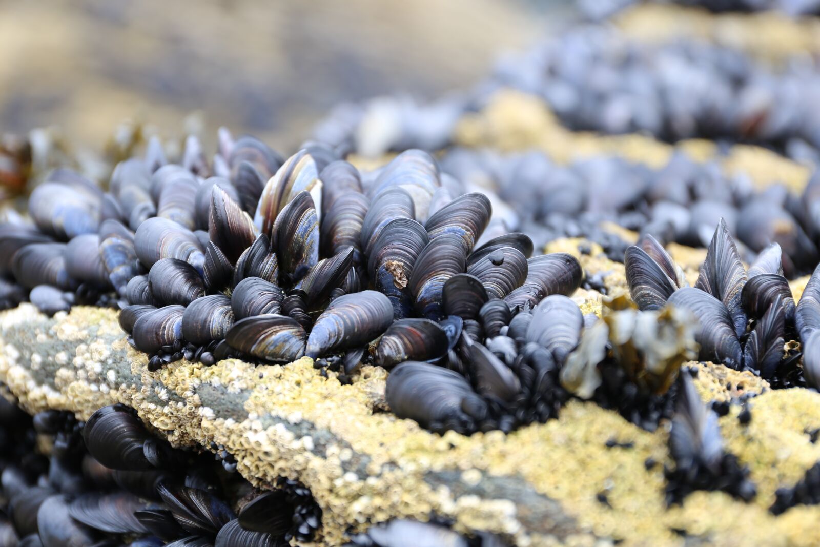 Canon EF 24-70mm F4L IS USM sample photo. Bluemussel, cornwall, fauna photography