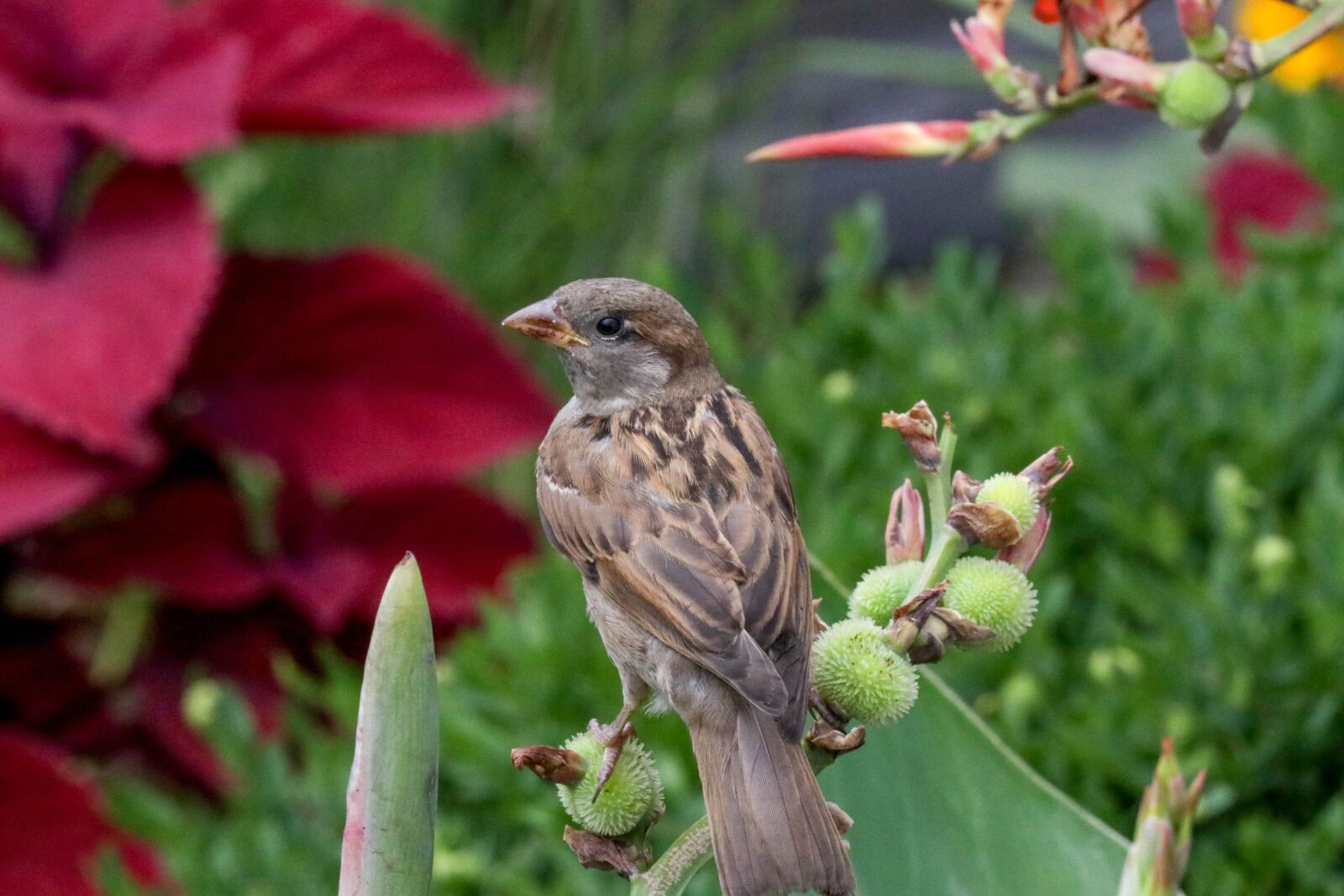 Canon EF-S 55-250mm F4-5.6 IS STM sample photo. Bird, flower, green photography