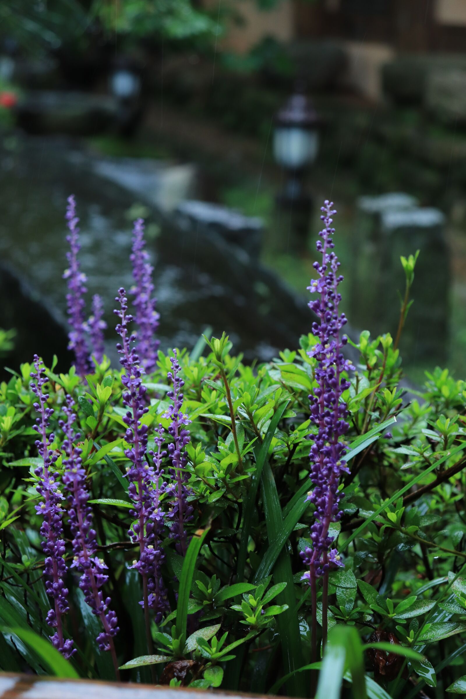 Canon EOS 800D (EOS Rebel T7i / EOS Kiss X9i) sample photo. Liriope, flower, purple photography