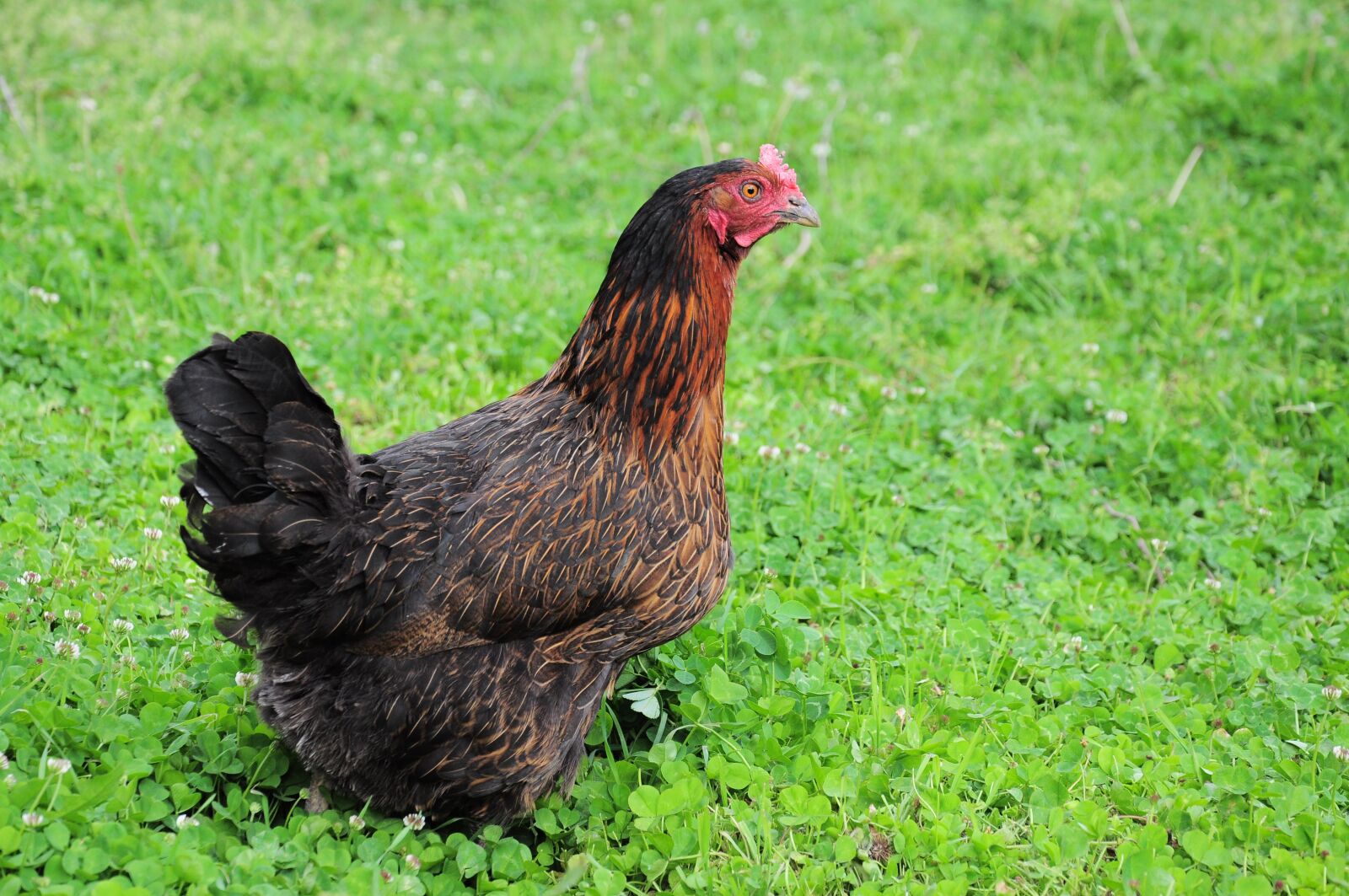 Nikon D90 sample photo. Chicken, official chicken, chicken photography